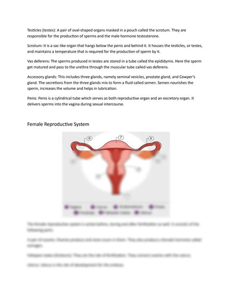 Solution Sexual Reproduction In Human Beings Class Biology Studypool