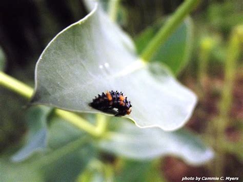 Ladybug Larva Project Noah