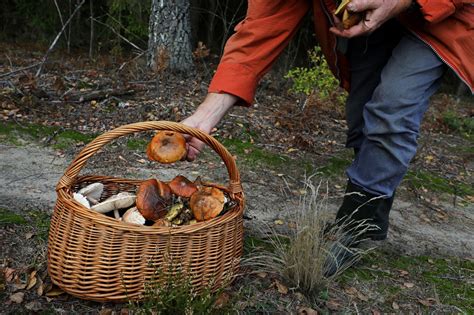 W tych miejscach nie wolno zbierać grzybów Można dostać gigantyczny mandat