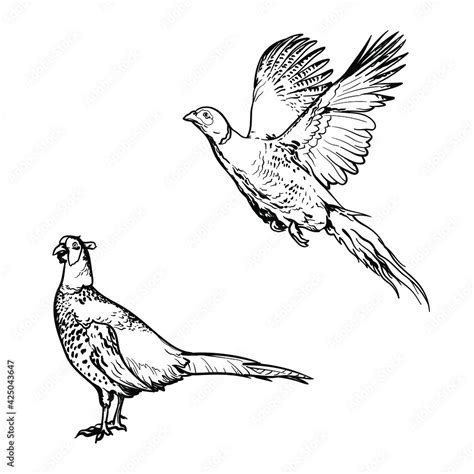 Hand Drawn Of An Pheasant Sketch Vector Illustration Isolated On A