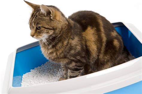 Common Litter Box Issues - Miami Pet Concierge