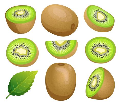 Set Of Kiwi Fruit Whole Half And Cut Slice Illustration Isolated On