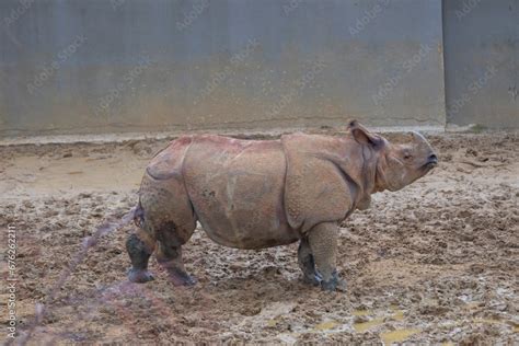 The Indian Rhino Is The Largest Rhino Species Living In Asia The