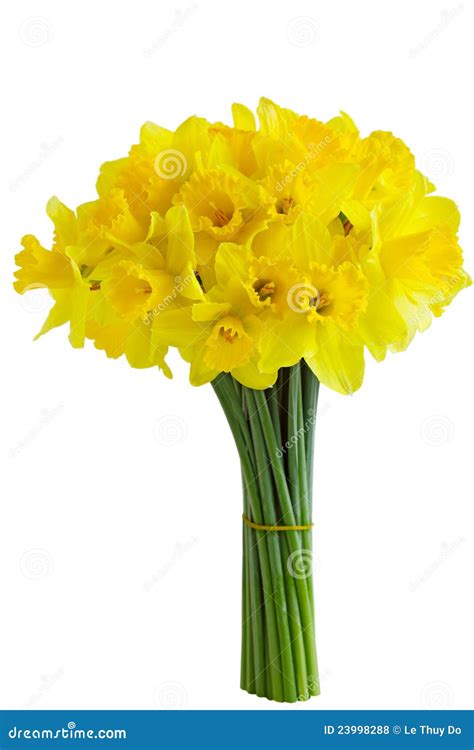 Daffodil Bouquet stock photo. Image of natural, flower - 23998288