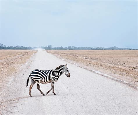 Zebra Crossing by Georgeclerk