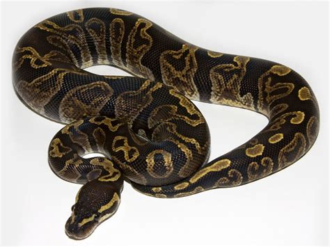 Morph List - World of Ball Pythons