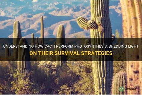 Understanding How Cacti Perform Photosynthesis Shedding Light On Their Survival Strategies Shuncy