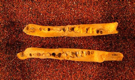 vulpavus asius gazin smithsonian institution