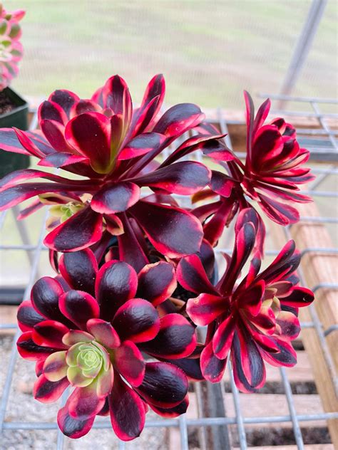 Rare Aeoniums Hybrid Super Bang Cluster Variegated Hybrid Live Etsy