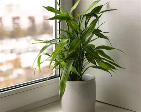 Como Plantar E Cuidar De Dracaena Agosto 2024 Lar Life