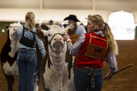 PHOTO GALLERY 2024 SandHills Cattle Showmanship Show Odessa American