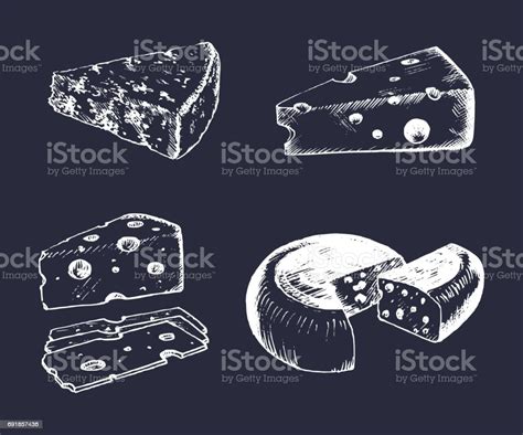 Set Keju Vektor Vintage Tangan Digambar Parmesan Cheddar Dll Ilustrasi