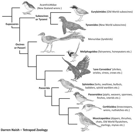 Tetrapod Zoology