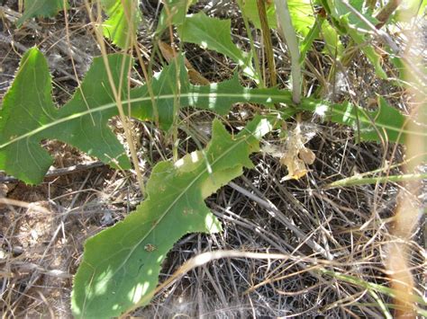 Photo Guide To Plants Of Southern Africa