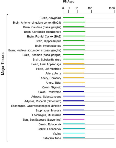 ubea gene genecards ubea protein ubea antibody