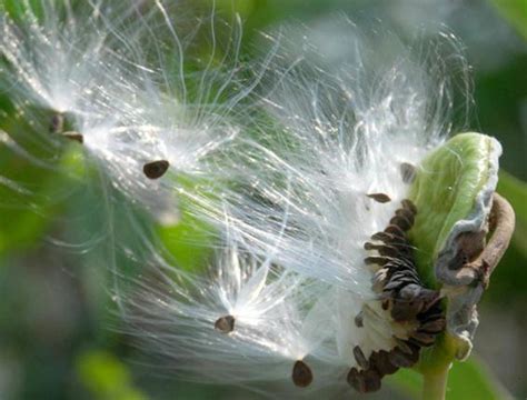 Early Plant Breeding From Wild To Domesticates A Trek To Evolutionary Past Hubpages