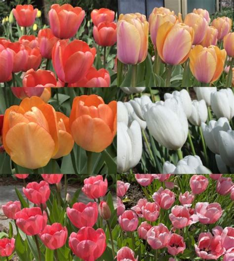 Collection D Colossal Giant Darwin Hybrid Tulips