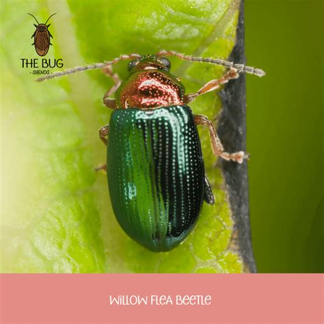 7 Green Iridescent Beetles You Might Spot In The Wild