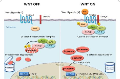 Wnt Signaling Pathway Off And On In The Absence Of Wnt Ligands Download Scientific Diagram