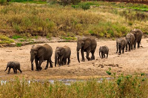 Herd Of Elephants In Tarangire National Park Tanzania