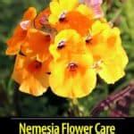 Nemesia Flower Care: Learn Nemesia Plants Growing Requirements