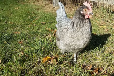 Andalusian Chicken Breed Profile - The Hip Chick