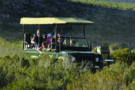 One Day Cape Town Safari Tours and Experiences in South Africa