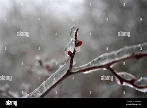 Ontario ice storm hi-res stock photography and images - Alamy