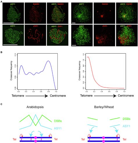 Crossover Patterning In Arabidopsis And Cereals A Download