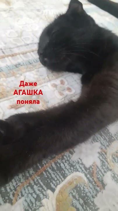 АГАШКА 🧡💛💚💙💜🤎🖤🤍 🧡💛💚💙💜🤎🖤🤍 🧡💛💚💙💜🤎🖤🤍 🧡💛💚💙💜🤎🖤🤍 🧡💛💚💙💜 - YouTube