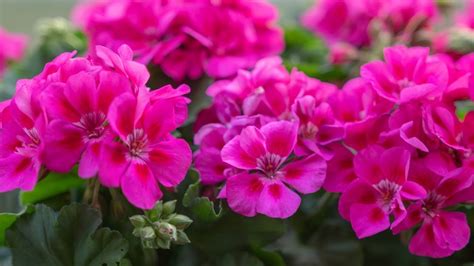 Geraniums Everything You Need To Know Before Planting