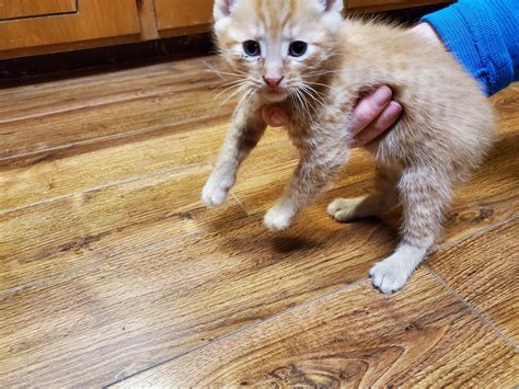 Manx Cats For Sale Eugene OR 325404 Petzlover