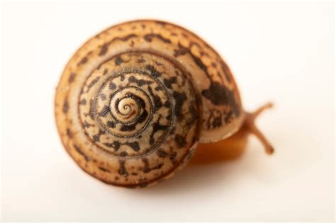 Snail Portugala Inchoata Joel Sartore