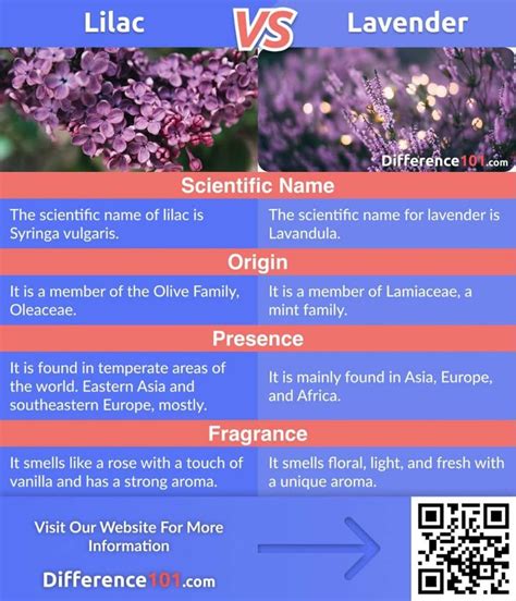 Lilac Vs Lavender Differences Pros Cons Similarities Lavender