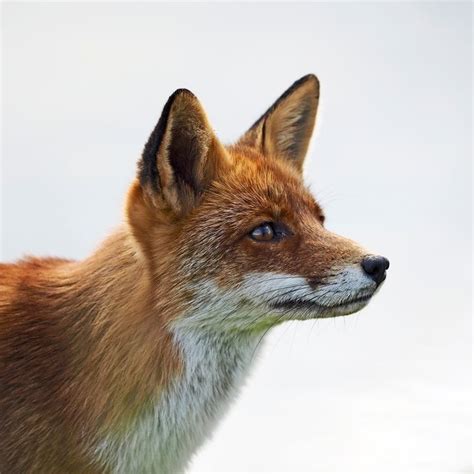 141 Best Fox Head Profile Images On Pinterest Fox Red Fox And Red