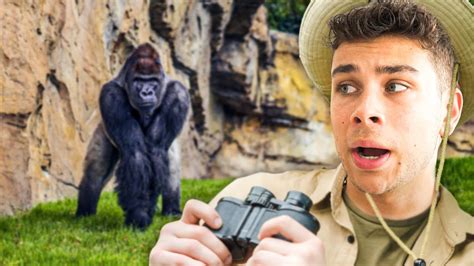 I Almost Got Attacked By A 1000 Pound Gorilla Youtube