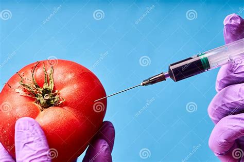 Hands In Blue Gloves Inject Liquid From Syringe Into Tomato