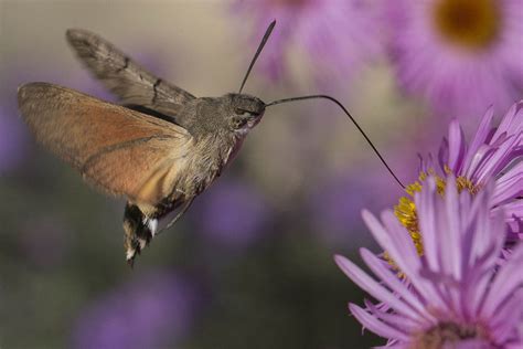 Golupka (Macroglossum stellatarum)
