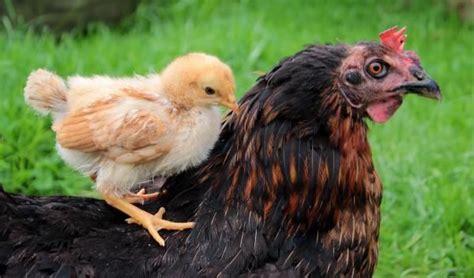 Peut on donner du pain aux poules tous les jours VIDÉO Chickens