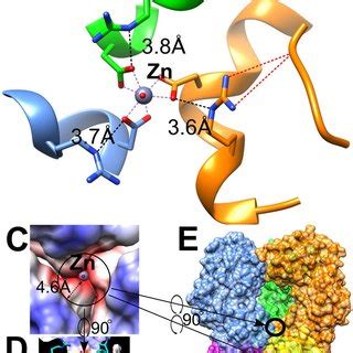 Tri Asp Metal Binding Sites In Proteins At Three Fold Symmetry Axes