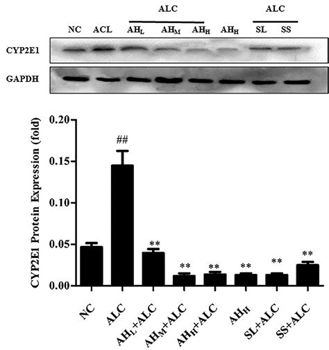 Scielo Brasil Hepatoprotective Effect Of Alhagi Sparsifolia Against