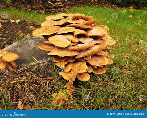 Mushrooms Growing On An Old Tree Stump Stock Image Image Of Nature