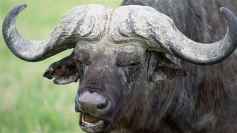 Wallpaper Buffalo Horns Head Animal 1920x1080 Wallpaperup