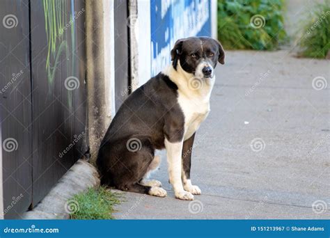 Mexican Street Dog stock image. Image of rustic, mexican - 151213967