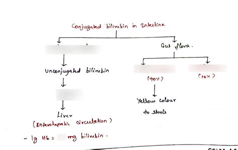 Conjugated Bilirubin Diagram Quizlet