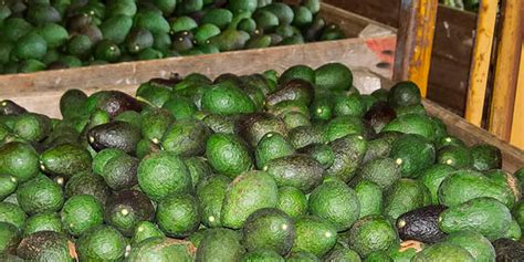 Food News Latam Cómo aumentar la producción de aguacate