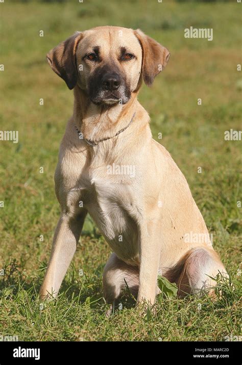 Kangal Mix