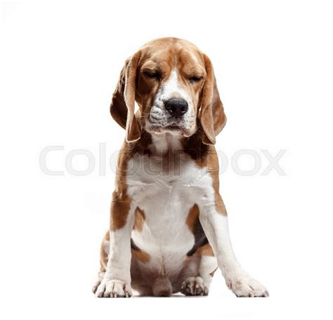 Dog Front View