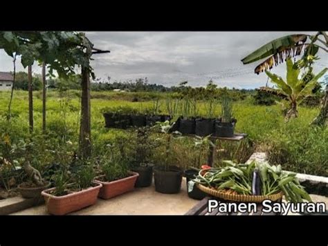 Panen Sayuran Di Kebun Pekarangan Rumah Terong Kangkung Cabe Kacang