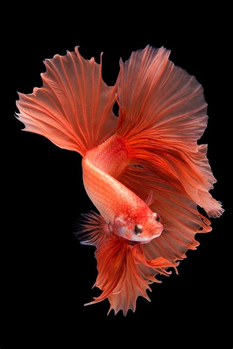 Halfmoon betta fish | ปลาสวยงาม, ปลากัด, สัตว์สวยงาม